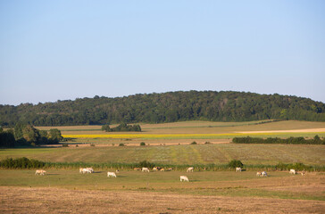 Fototapeta na wymiar white cows graze in meadow of french Lorraine countryside in summer