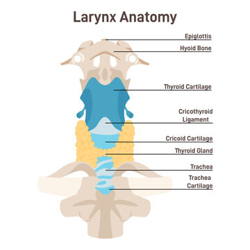 Larynx anatomy. Anterior trachea parts. Cartilaginous skeleton