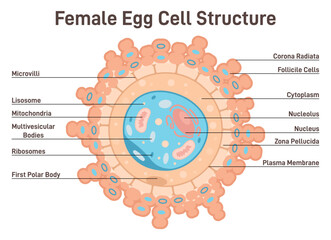 Female egg cell structure. Corona radiata, cytoplasm and nucleus.