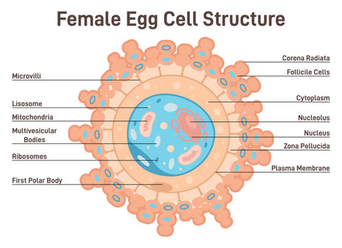 Female egg cell structure. Corona radiata, cytoplasm and nucleus.