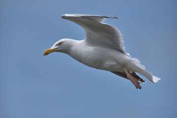European herring gull in flight with blue sky background