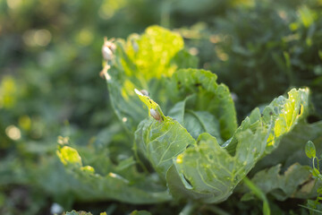 snail parasites eat and spoil the cabbage