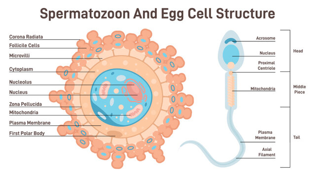 Female egg cell and sperm cell structure. Ovum and spermatozoon