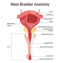 Male bladder anatomy. Healthy internal organ with urethra. Urology studying