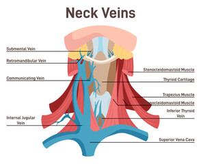 Blood vessels of the neck. Didactic scheme of neck anatomy