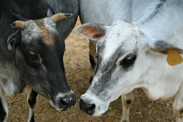 Broken bow petting zoo, cow kisses