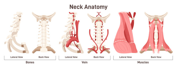 Neck anatomy front and side view. Didactic scheme of anatomy