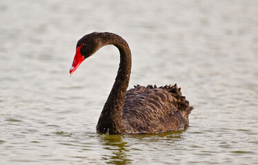 Naklejka premium Black Swan and Ducks in the Lake