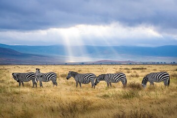 Fototapeta premium zebras grazing on a grass field