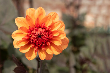 Bishop of Llandaff or dahlia