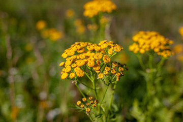 Yellow tansy flowers Tanacetum vulgare, common tansy, bitter button, cow bitter, or golden buttons in the green summer meadow. Yellow flowering of tansy in the meadow.