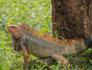 Iguanas are native to tropical areas of Mexico, Central America, South America.