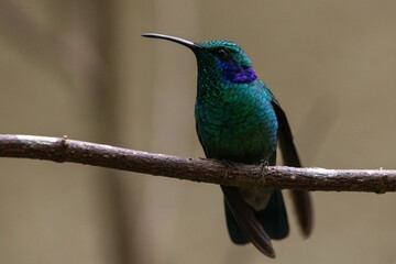 Fototapeta premium Closeup shot of a hummingbird on the branch of a tree