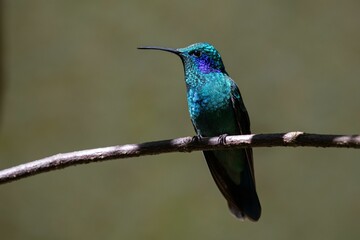 Fototapeta premium Closeup shot of a hummingbird on the branch of a tree