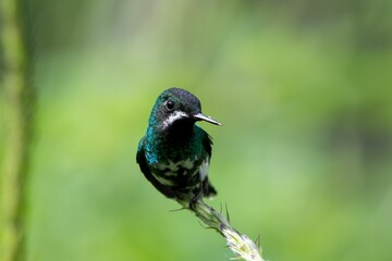 Fototapeta premium Little hummingbird in its natural habitat against blurry background