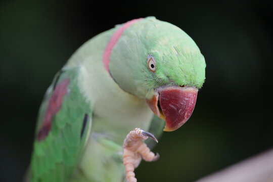 Rose-ringed Parakeet Psittacula Kramer