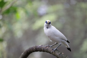 Bail Myna Leucopsar Rothschild white bird in the park