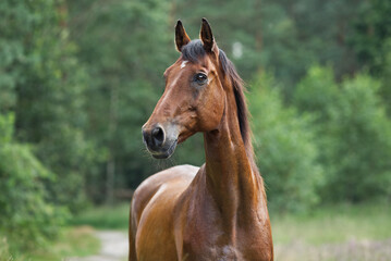 Fototapeta premium Pferdeportrait im Wald 