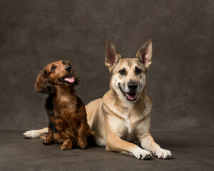 Two dogs sit on canvas, studio shot