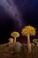Night landscape of quiver tree forest and milky way sky near Keetmanshoop in Namibia, South Africa 