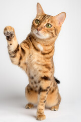Bengal cat with paw up in the background. © Svetlana Rey