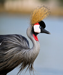 Beautiful Grey Crowned Crane 
