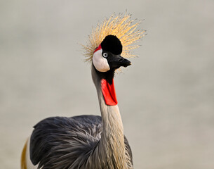 Fototapeta premium Beautiful Grey Crowned Crane 