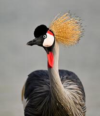 Beautiful Grey Crowned Crane 