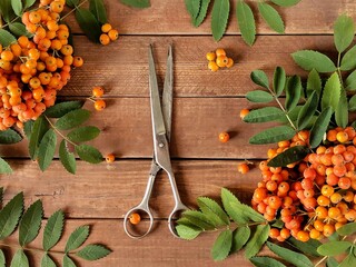 Rustic flatlay with beautiful Apricot Crush mountain ash with green leaves and old scissors on wooden background. Still life with rowan and retro scissors. Autumn background with plant. 