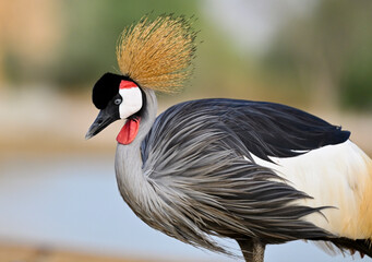 Beautiful Grey Crowned Crane  © Vinesh