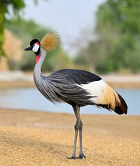 Beautiful Grey Crowned Crane 