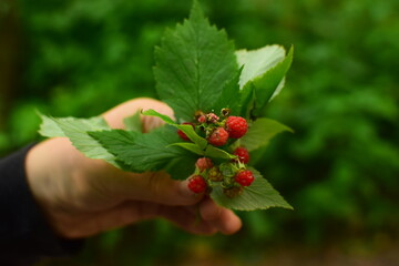 Photo of raspberry bouquet