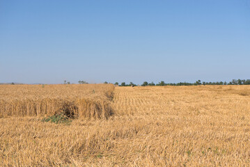 Fototapeta premium Ears of wheat on the field. Wheat field