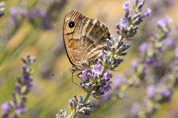 a close up of a butterfly on a blossom