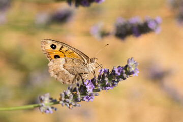 a close up of a butterfly on a blossom