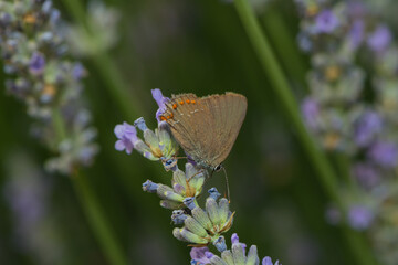 closeup of a butterfly on lavander blossom