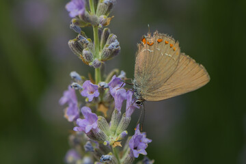 closeup of a butterfly on lavander blossom