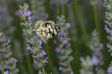 a butterfly on lavender blossoms