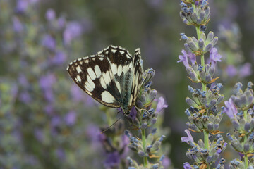 a butterfly on lavender blossoms