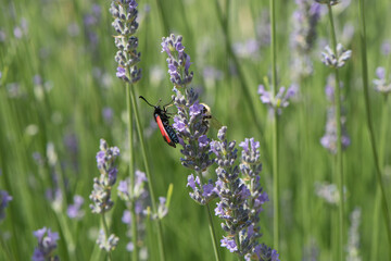 a butterfly on a lavander blossom