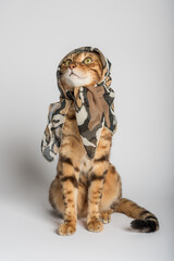 Funny cat in a silk scarf on a white background.