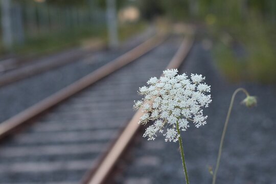 Closeup of a white wild carrot flower growing by the railroads