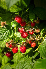 Red raspberries on the branches in the garden