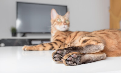 The red tabby cat lies on the coffee table in the room.