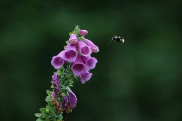 Closeup of a common foxglove flower with a bee