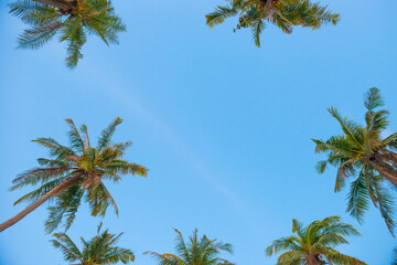 Obraz na płótnie Canvas Palm top trees on blue sky as paradise holiday summer nature background