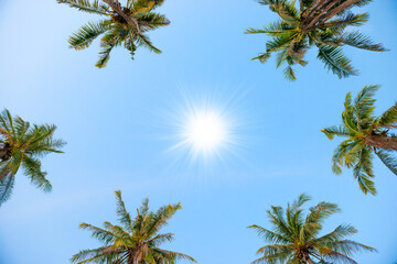 Palm top trees with sun on blue sky as paradise holiday summer nature background
