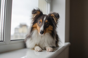 Cute tricolor sheltie dog on the windowsill. Shetland sheepdog puppy at home