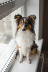 Cute tricolor sheltie dog on the windowsill. Shetland sheepdog puppy at home