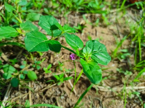 Beautiful Shot Of Punarnava Ayurvedic Medicine Plants Flowers
